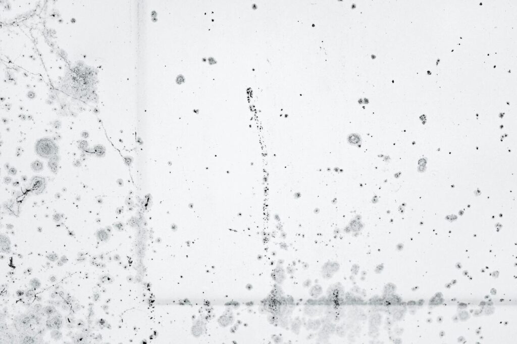 What Is White Mold And Is White Mold Dangerous?