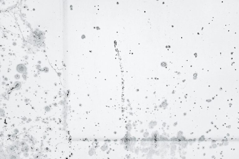 What Is White Mold And Is White Mold Dangerous?